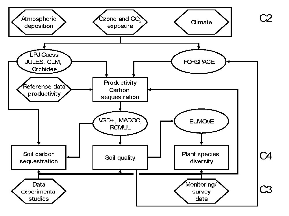 role of DGVMs